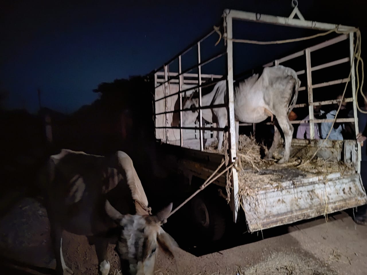 गुण्डरदेही पुलिस द्वारा पशु तस्करी मामले में  दो आरोपियों को किया गिरफ्तार।