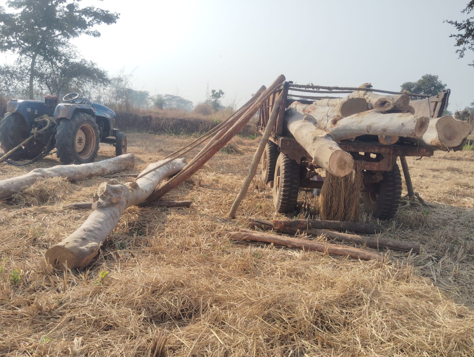 गुण्डरदेही क्षेत्र में अर्जुन वृक्ष की अवैध कटाई और परिवहन का सिलसिला थम नहीं रहा है वन विभाग मौन, वन मंत्री से मांग रहे इस्तीफा।