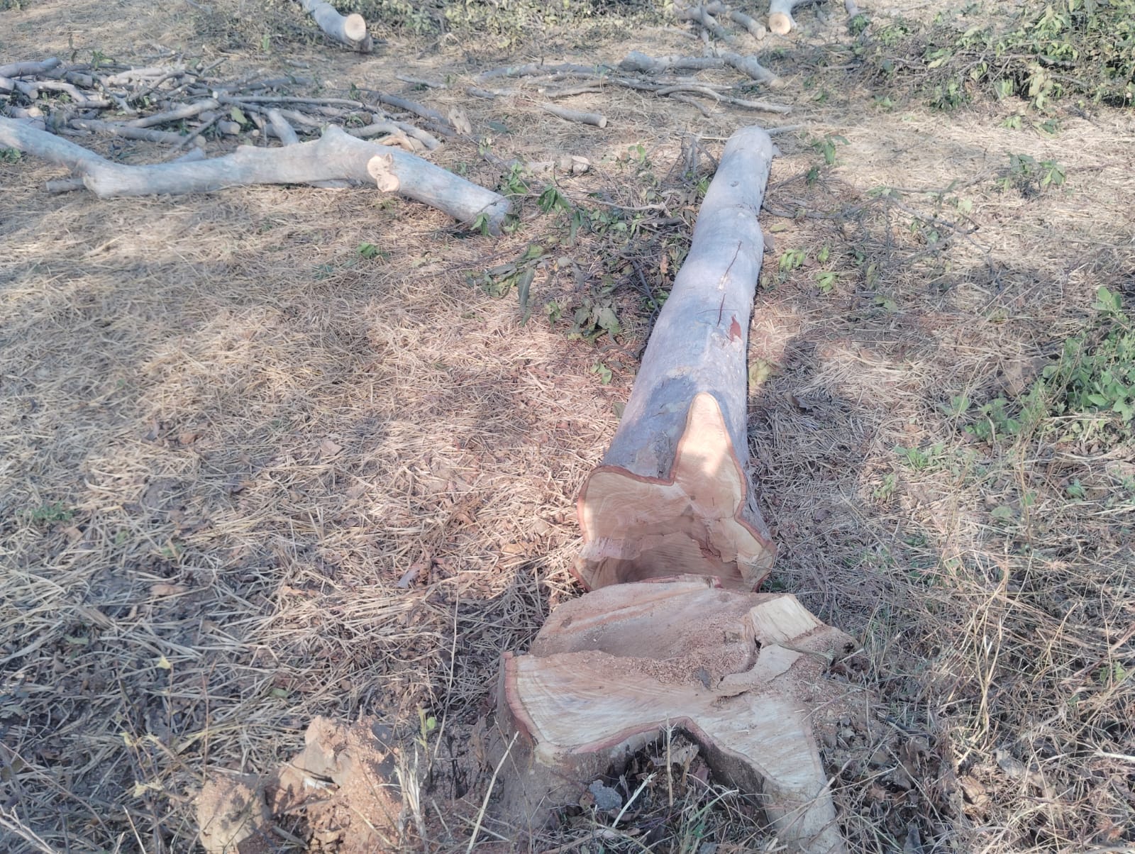 Image after paragraph