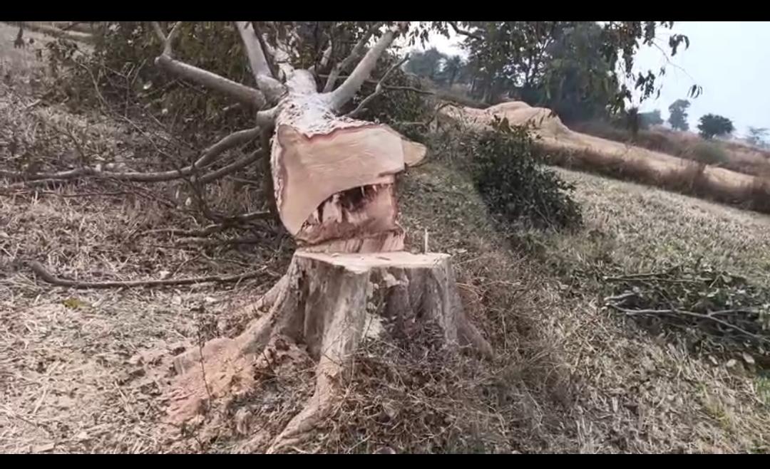 बालोद जिले में अवैध लकड़ी कटाई पर अंकुश लगाने और दोषियों पर सख्त कार्रवाई की मांग।